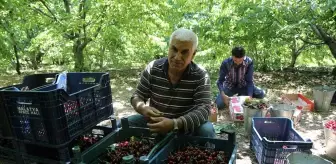 Malatya'da depremden etkilenen çiftçiler dalbastı kirazı hasadına başladı