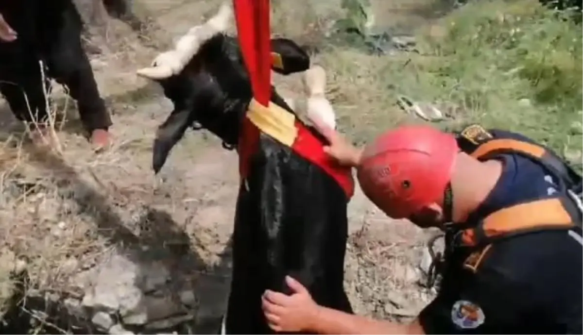 Sahibinden Kaçan Boğa Kuyuya Düştü