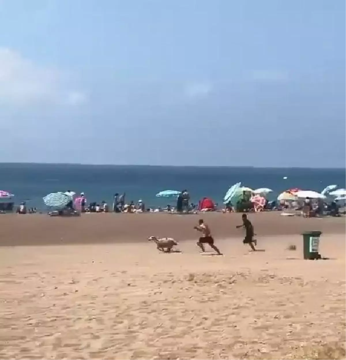 Kurbanlık Koyun Lara Plajı'na Kaçtı
