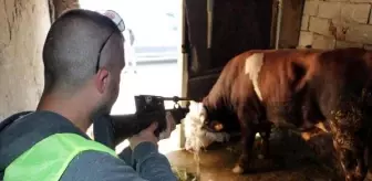 Erzurum Büyükşehir Belediyesi Kurban Yakalama Timi, Sahiplerinin Elinden Kaçan Kurbanlıkları Yakaladı