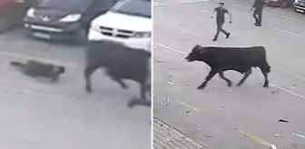 Erzurum'da sahibinin elinden kaçan boğa otomobil tamirhanesine girdi