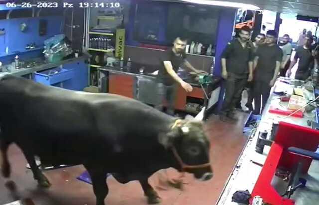 Erzurum'da Pazara Kaçan Boğa Otomobil Tamirhanesinde Yakalandı