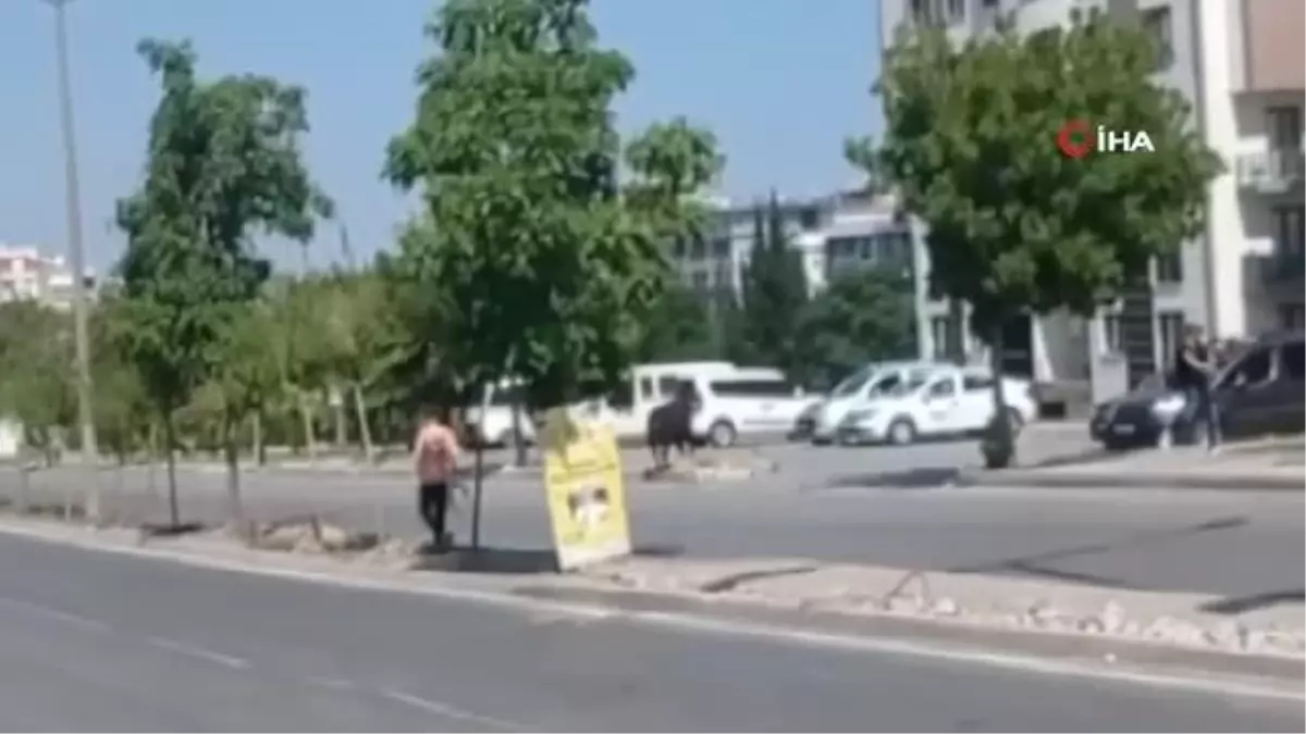 İzmir'de kurbanlık danalar kaçtı, sahipleri kovaladı