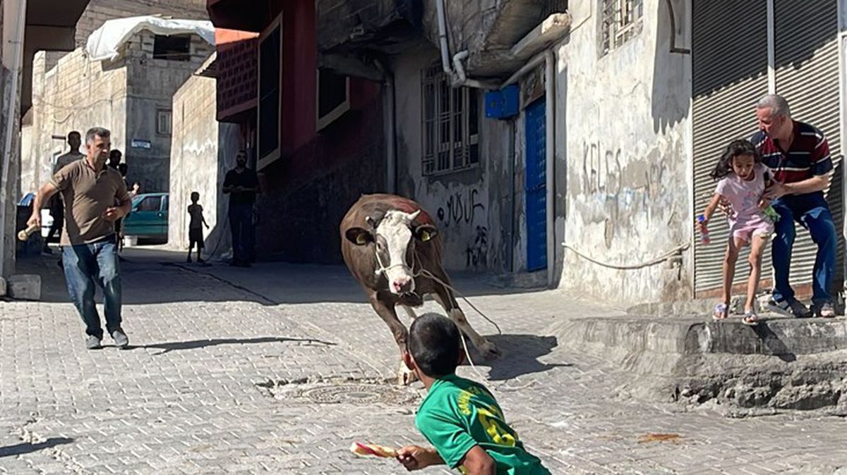 Kilometrelerce süren kovalamaca! Kaçan kurbanlık boğa, sahiplerini 2 saat peşinden koşturdu