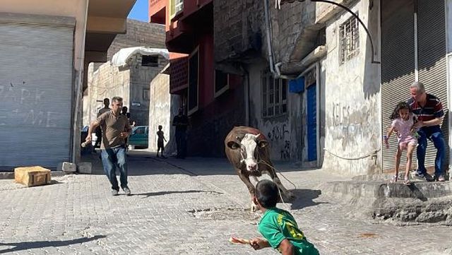 Kaçan kurbanlık boğa 2 saatlik kovalamacanın ardından yakalandı Kaçan kurbanlık boğa 2 saatlik kovalamacanın ardından yakalandı