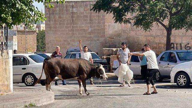 Kaçan kurbanlık boğa 2 saatlik kovalamacanın ardından yakalandı Kaçan kurbanlık boğa 2 saatlik kovalamacanın ardından yakalandı