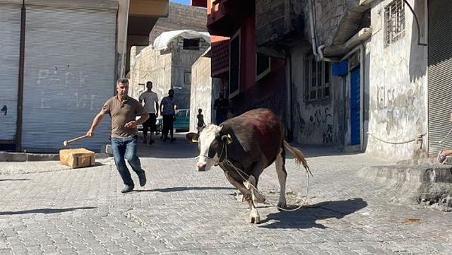 Kaçan kurbanlık boğa 2 saatlik kovalamacanın ardından yakalandı Kaçan kurbanlık boğa 2 saatlik kovalamacanın ardından yakalandı