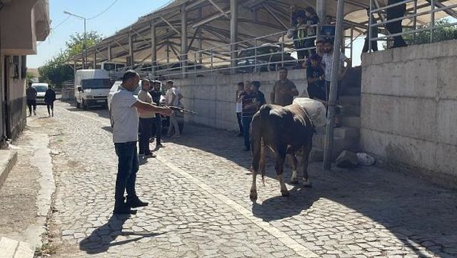 Kaçan kurbanlık boğa 2 saatlik kovalamacanın ardından yakalandı Kaçan kurbanlık boğa 2 saatlik kovalamacanın ardından yakalandı