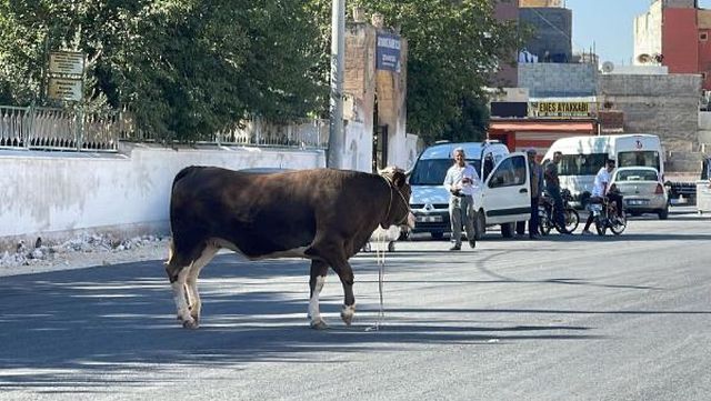 Kaçan kurbanlık boğa 2 saatlik kovalamacanın ardından yakalandı Kaçan kurbanlık boğa 2 saatlik kovalamacanın ardından yakalandı
