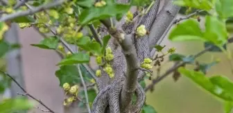 Karayılanların Öldürülmemesi İçin Uyarı