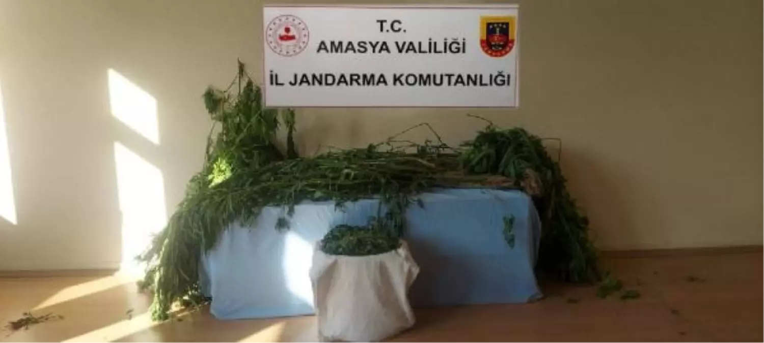 Amasya'da Uyuşturucu Operasyonu: 11 Kilo Esrar ve 14 Kök Kenevir Ele Geçirildi