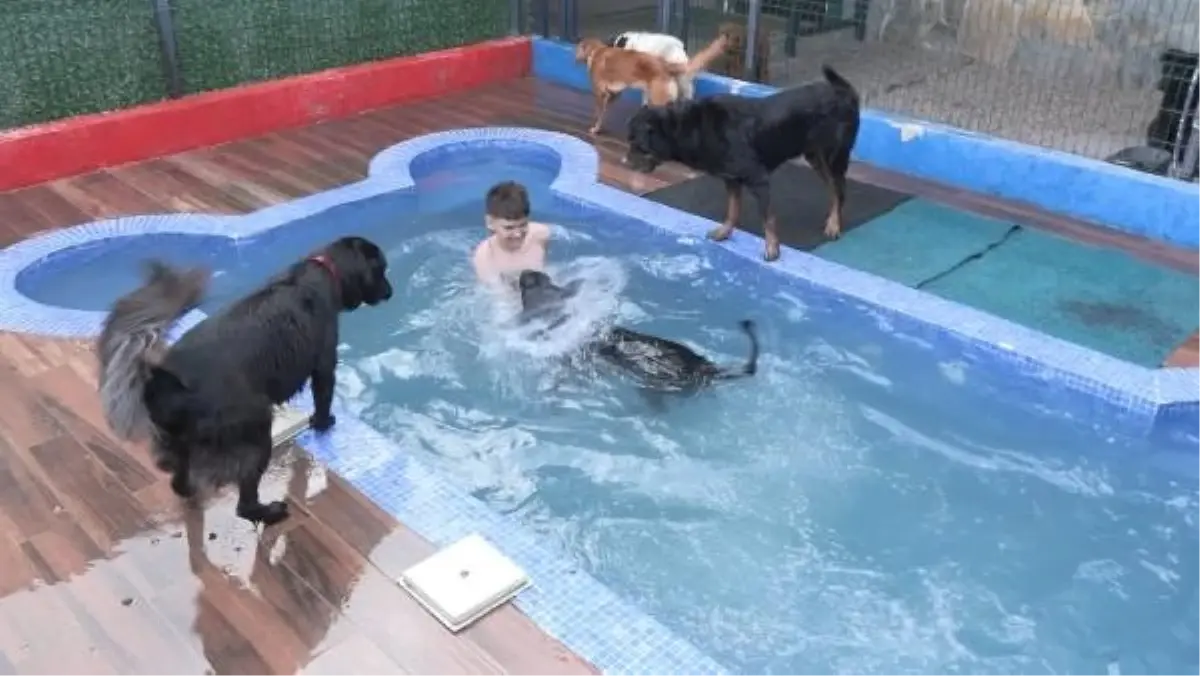 Bayram Tatilini İl Dışında Geçirenler Evcil Hayvanlarını Otellere Bıraktı