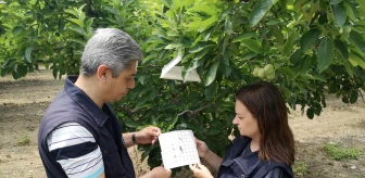 Çanakkale'de Elma İç Kurduyla Mücadelede Kimyasal Kullanımı Azaltıldı