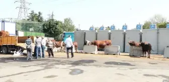 İl Tarım ve Orman Müdürü Karaca'dan kurban kesenlere uyarı