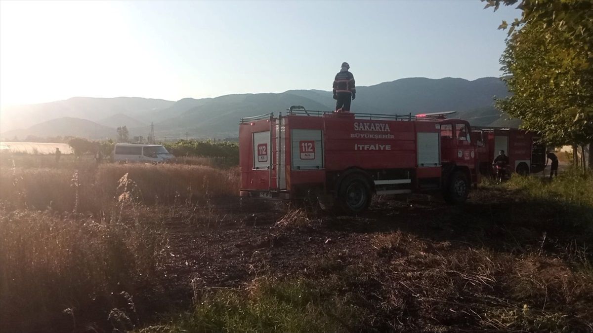 Sakarya'da çıkan yangında 15 dönüm buğday ekili alan zarar gördü