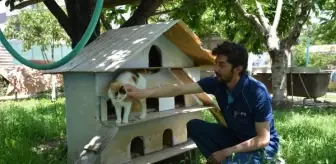 Posta Dağıtıcısı Evine 37 Kedi Bakıyor