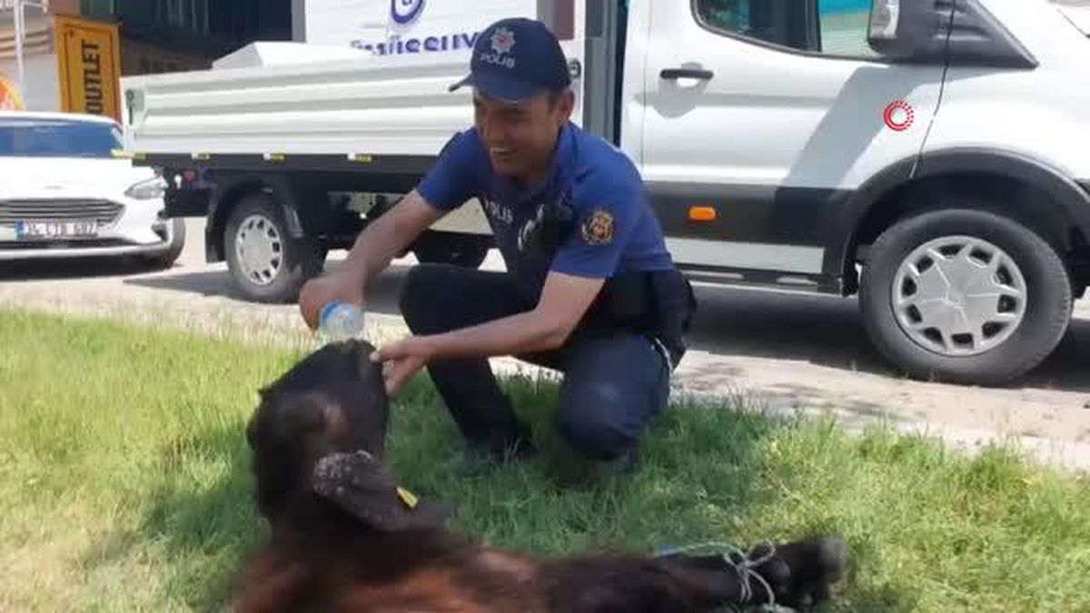 Yaralı kurbanlığa 'polis şefkati'
