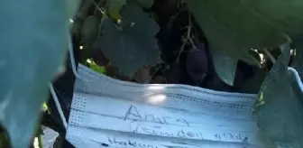 Piknikçiler Üzüm Bağından Üzüm Kopardı ve Para Bıraktı