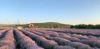 Çanakkale'de Lavanta Festivali Başladı