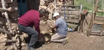 Sivas'ta koyun kırkım işlemine başlandı
