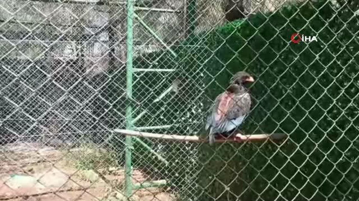 Tedavi altındaki yaban hayvanlarına bayram bakımı