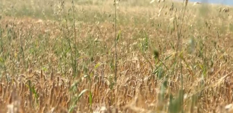 Buğday Taban Fiyatı Açıklandı, Ancak Tüccarlar Altında Alım Yapıyor