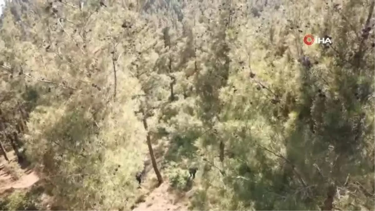 Jandarmadan havadan ve karadan orman denetimi