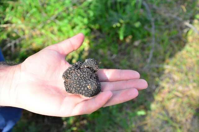 Kilosu iki bin Euro'ya satılan trüf mantarını radar köpekler buluyor Kilosu iki bin Euro'ya satılan trüf mantarını radar köpekler buluyor