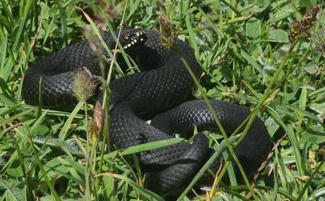 Mantar ararken tesadüfen buldular! Tek ısırığıyla 100 kişiyi öldürebiliyor Mantar ararken tesadüfen buldular! Tek ısırığıyla 100 kişiyi öldürebiliyor