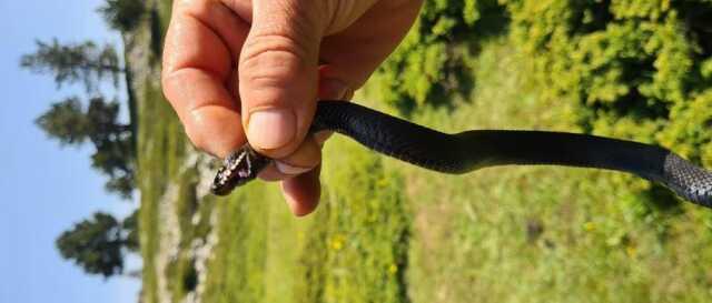 Mantar ararken tesadüfen buldular! Tek ısırığıyla 100 kişiyi öldürebiliyor Mantar ararken tesadüfen buldular! Tek ısırığıyla 100 kişiyi öldürebiliyor