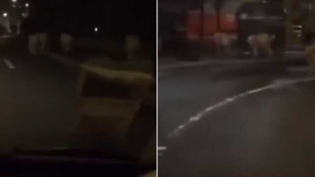 Protestolar sırasında serbest bırakılan 3 aslan Paris sokaklarında görüntülendi