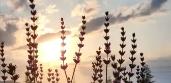 Güneysınır Belediyesi Lavanta Bahçeleri Ziyaretçi Akınına Uğruyor