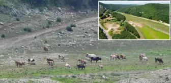 İstanbul'un suyunu sağlayan baraj kurudu! Otlarla kaplanıp, yeşil renge büründü