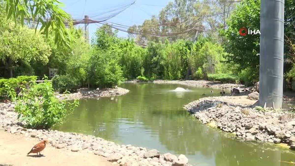 İzmir Doğal Yaşam Parkı'nda Göçmen Kuşlar