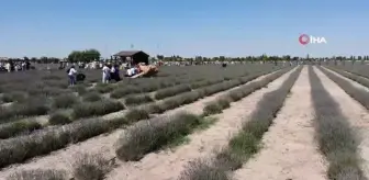 Karatay Lavanta Bahçesi kapılarını ziyaretçilerine açtı