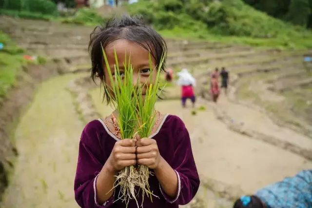 Nepal'de Ulusal Çeltik Günü Kutlandı