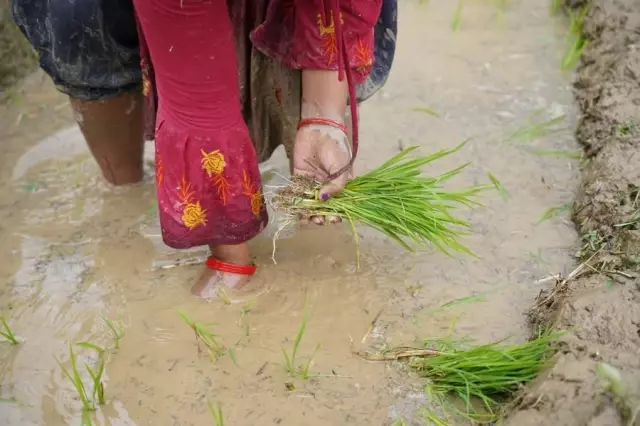 Nepal'de Ulusal Çeltik Günü Kutlandı