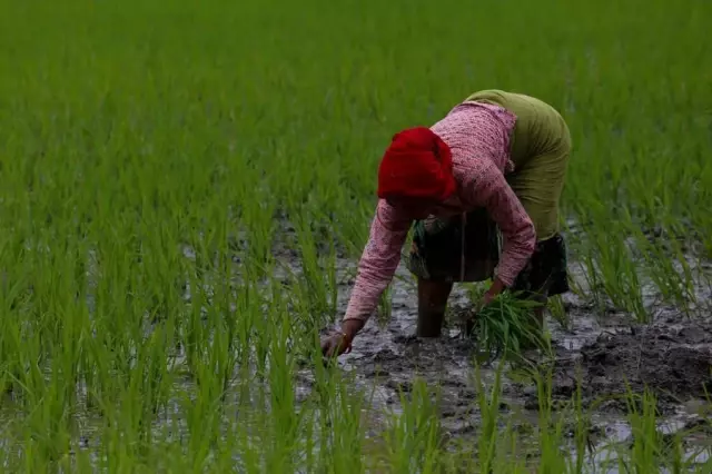Nepal'de Ulusal Çeltik Günü Kutlandı