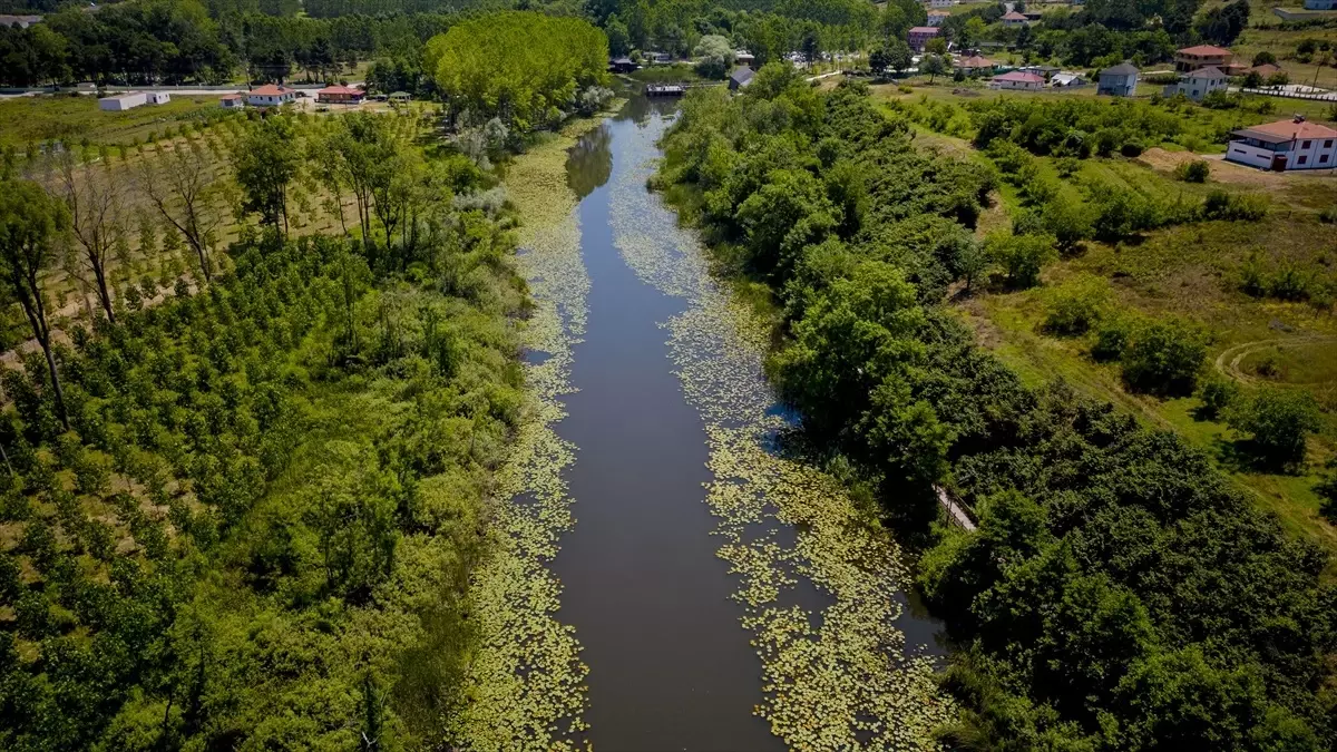 Sakarya'nın Acarlar Longozu Doğa Harikası