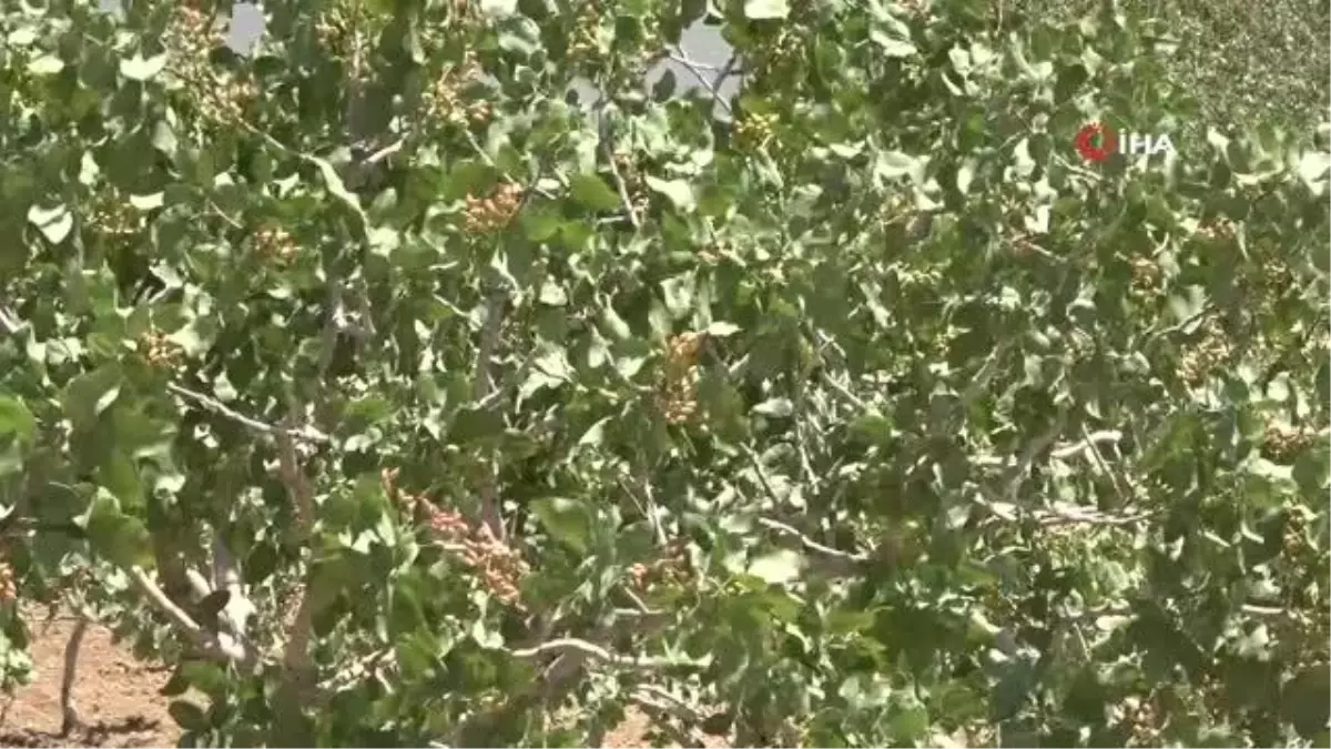 Siirt Fıstıkçılık Birimi, 660 köy ziyaretinde bin 500 üzeri bahçe denetledi