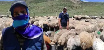 İranlı çoban Hakkari'de aylık 20 bin TL ücretle çalışıyor