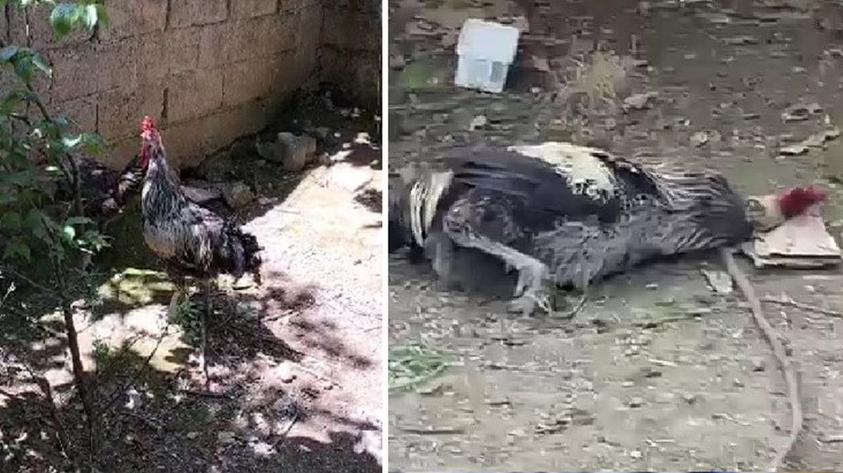 Nefesi tükenen horoz öterken bayıldı! O anlar kamerada