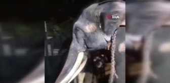 Tayland, Budist Tapınağı'nda işkence gören fili geri aldı