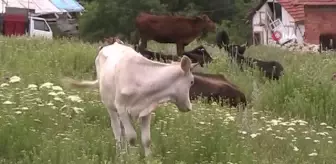 Bilecik'te kaybolan düvelerden ikincisi de bulundu