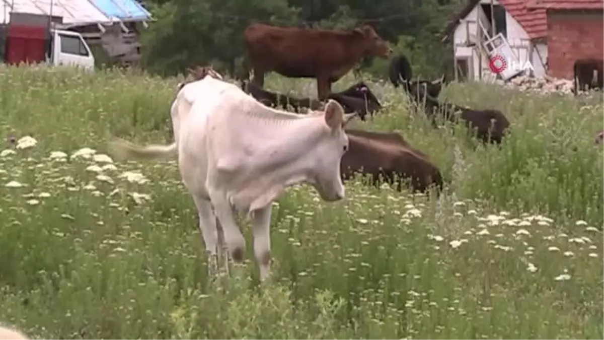 Bilecik'te kaybolan düvelerden ikincisi de bulundu