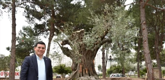 Kepez Belediyesi Atıl Araziye Zeytin Ağacı Dikiyor