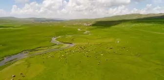 Ardahan'daki içi su dolu menderesler doğaya renk katıyor
