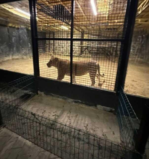 'Çerkez Cengiz'in aslanı, Beykoz'u birbirine kattı! Ekipler zar zor yakaladı