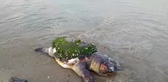 Enez'de Ölü Caretta Caretta Karaya Vurdu