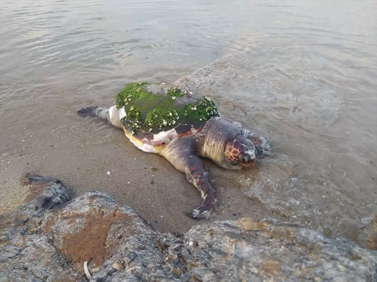 Enez'de Ölü Caretta Caretta Karaya Vurdu
